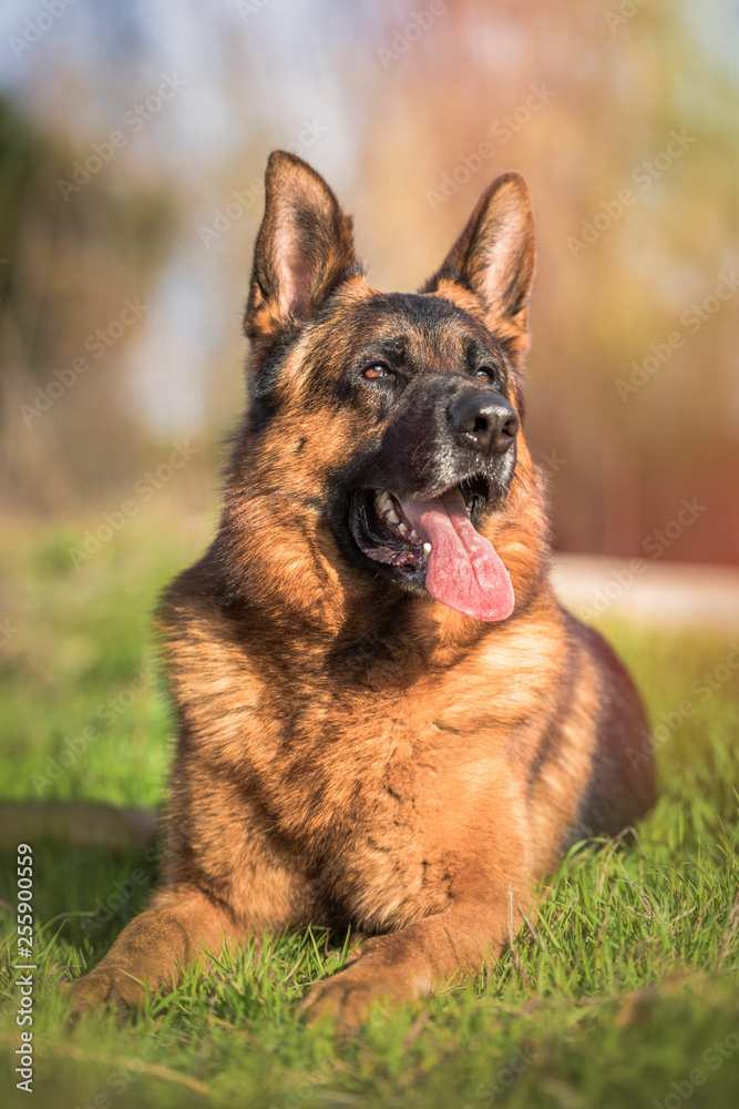 Portrait of a german shepherd lying in the field. Vertical. Portrait of a german shepherd lying in the field. Vertical.