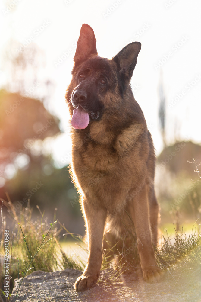 Portrait of a german shepherd sitting on grass in park. Vertical. Portrait of a german shepherd sitting on grass in park. Vertical.