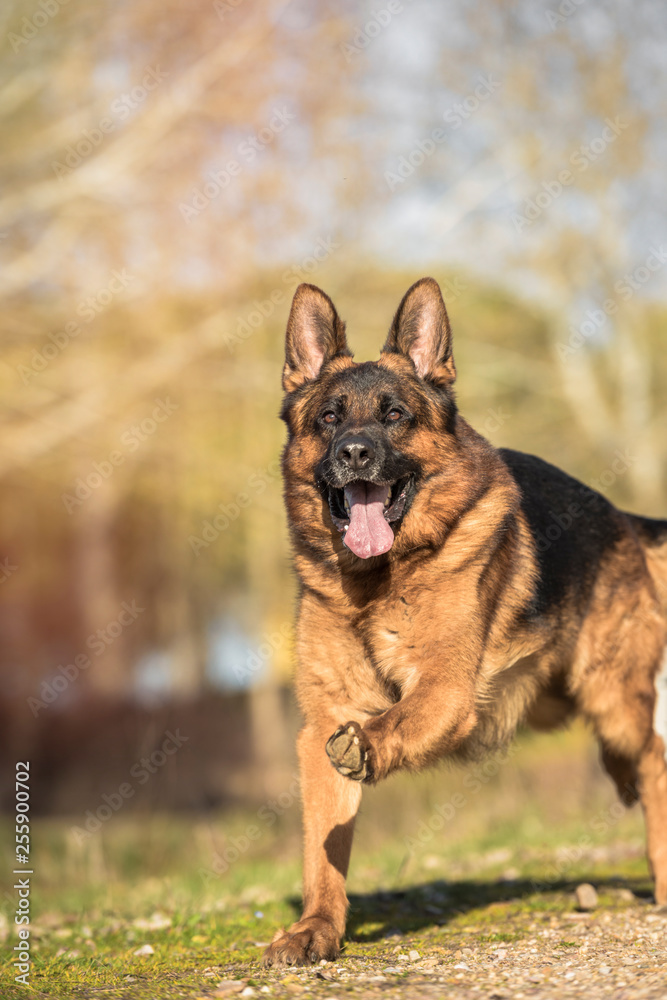 Portrait of a german shepherd running in the field. Vertical. Copyspace Portrait of a german shepherd running in the field. Vertical. Copyspace
