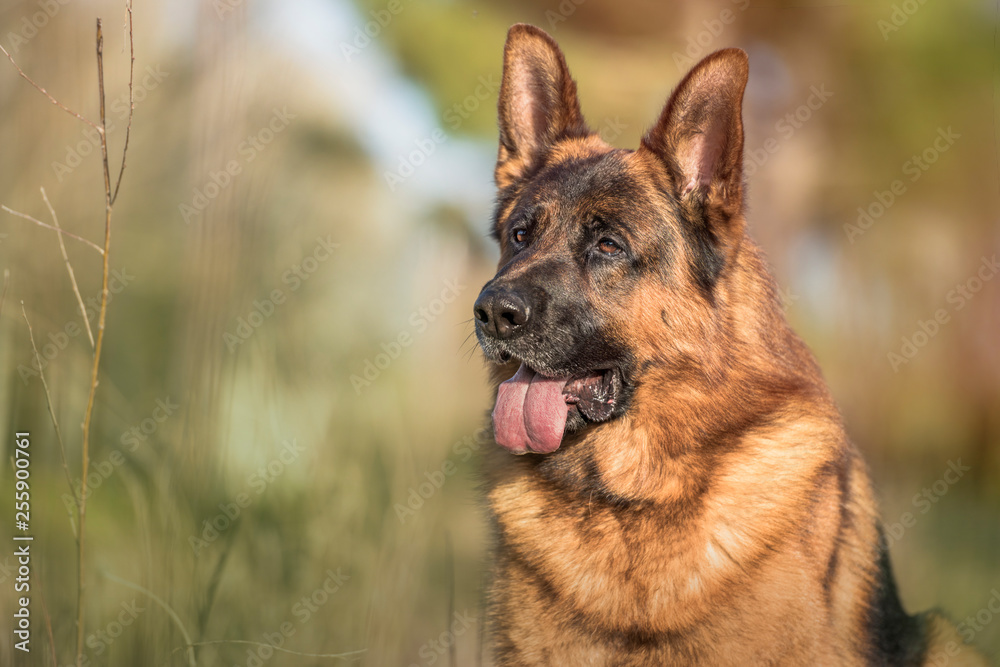 Portrait of a german shepherd in the field. Horizontal. Copyspace