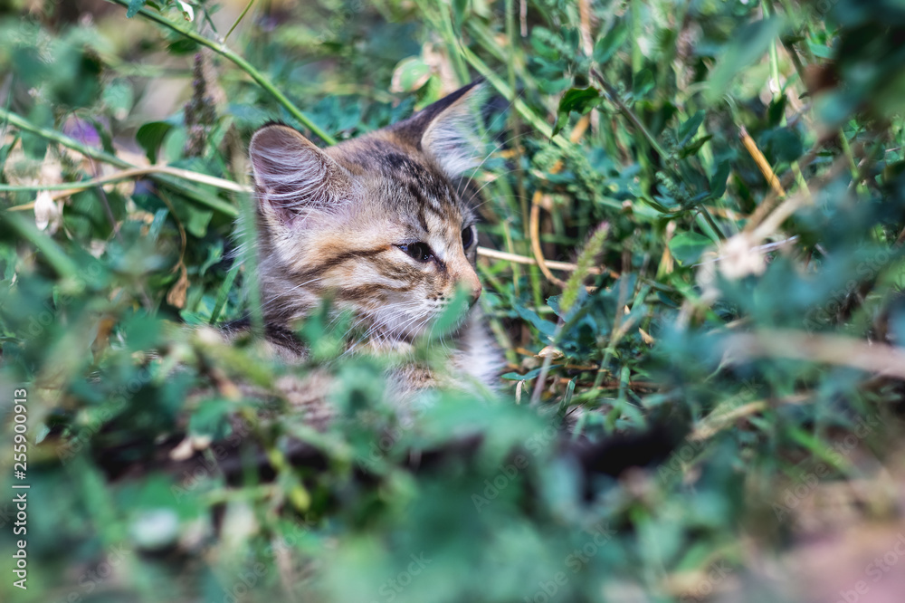 Gray cat lies in the green grass