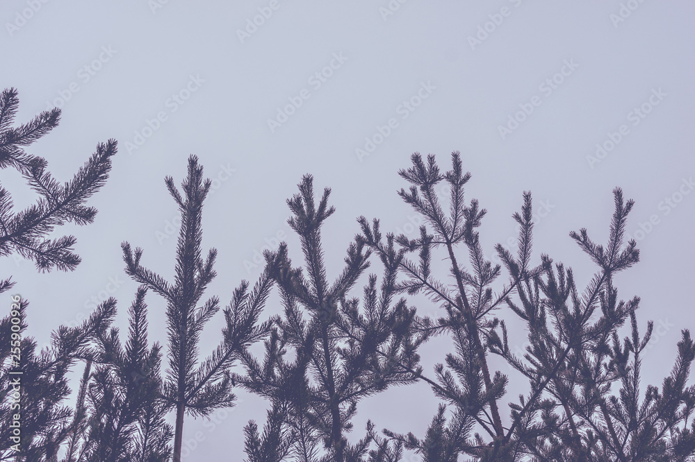 Obraz premium Silhouette of a pine forest and sky. Place for the text.