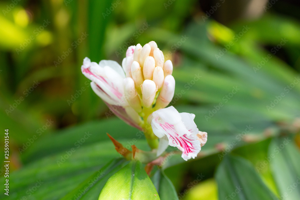 ヤクチ 英語でbitter Cardamon 学名 Alpinia Oxyphylla Miq の花 生薬原料 Stock Photo Adobe Stock