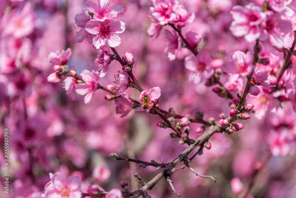 Bright Pink Peach Blossoms in Spring Bright Pink Peach Blossoms in Spring