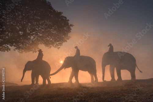 silhouette sunset and mahout with elephants