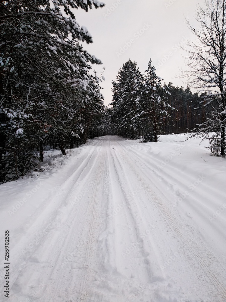 Fototapeta premium Winter