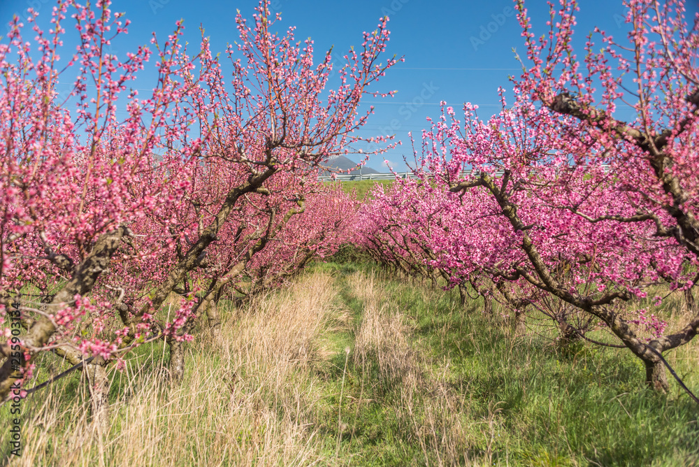 Bright Pink Peach Blossoms in Spring