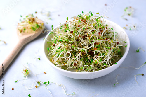 Photos Fresh Green Organic Alfalfa Sprouts on Bright Background