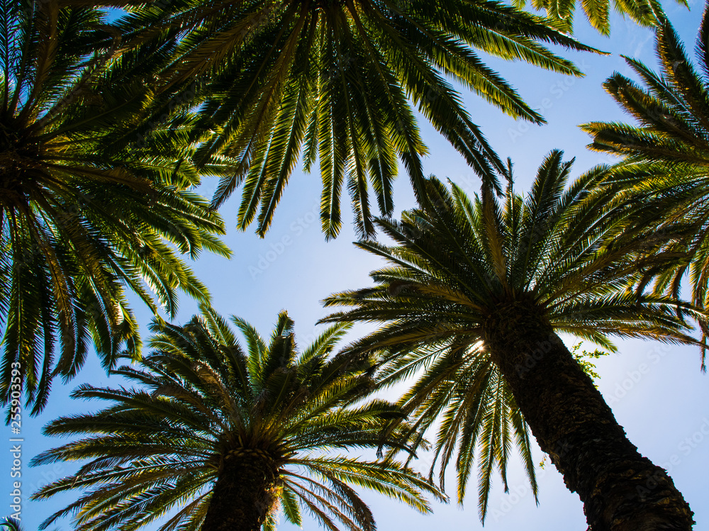 Lagos, Portugal - August 2015: Palmen im Himmel mit Sonnenstrahlen