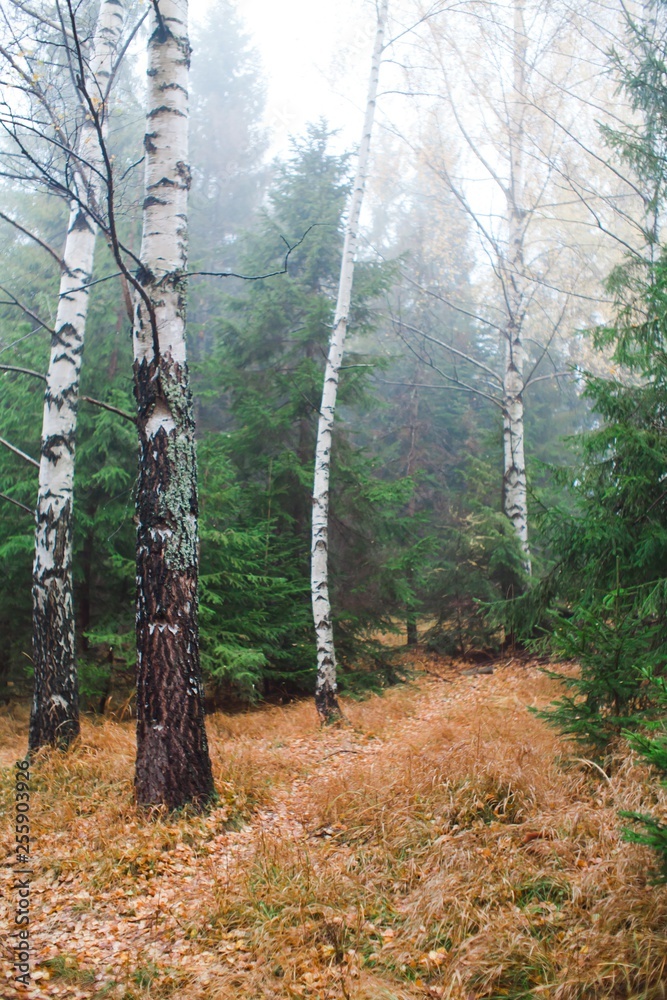 Obraz premium Birch trees in beautiful still scenery in forest.