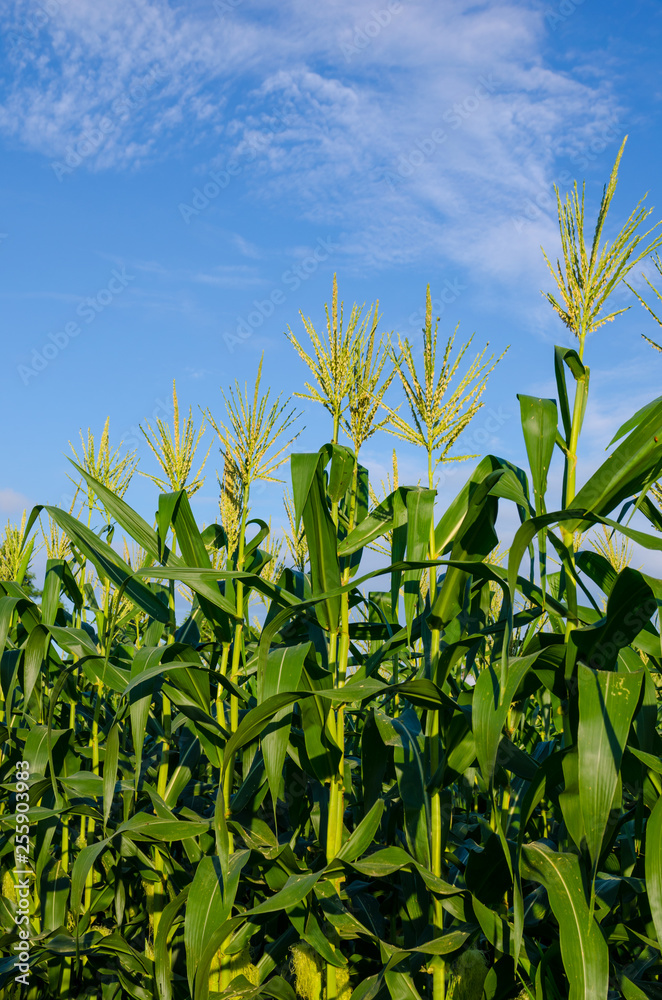 corn fields with blue sky in vertical corn fields with blue sky in vertical