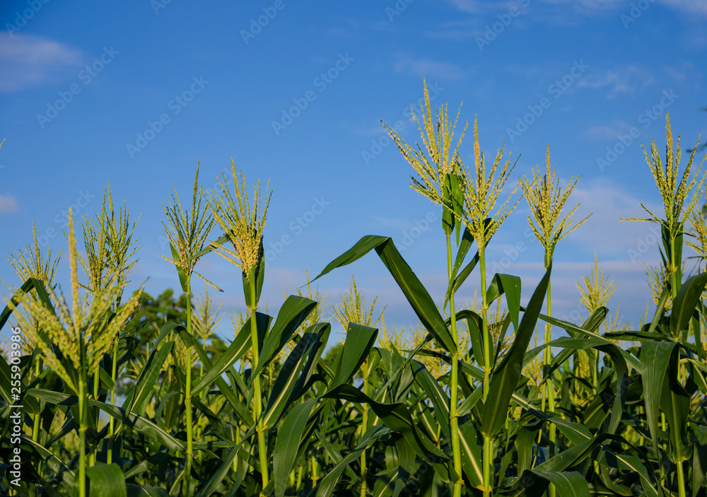 Fototapeta premium corn fields with blue sky