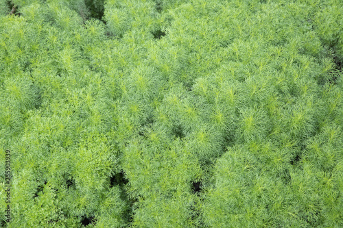Fototapeta Naklejka Na Ścianę i Meble -  Closeup of natural small green leaves texture background.