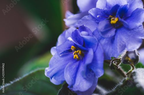 close up of blue iris flower