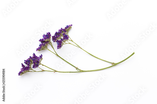 Dried flowers on white background. Flat lay  top view.