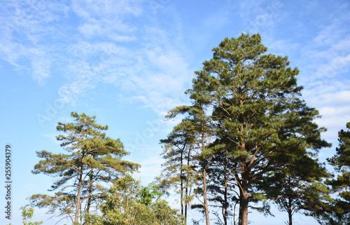 high trees and blue sky cloudy sky sun sky