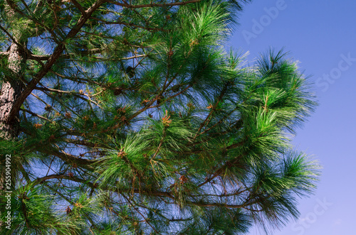 part of pine with blue sky