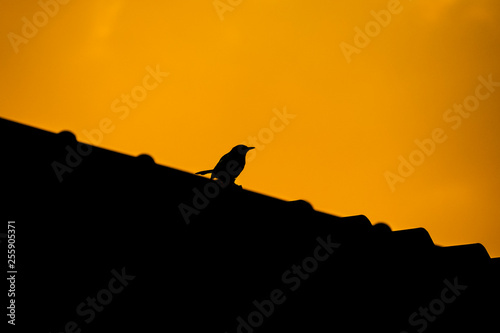 bird standing on rooftop morning lighting silhouette