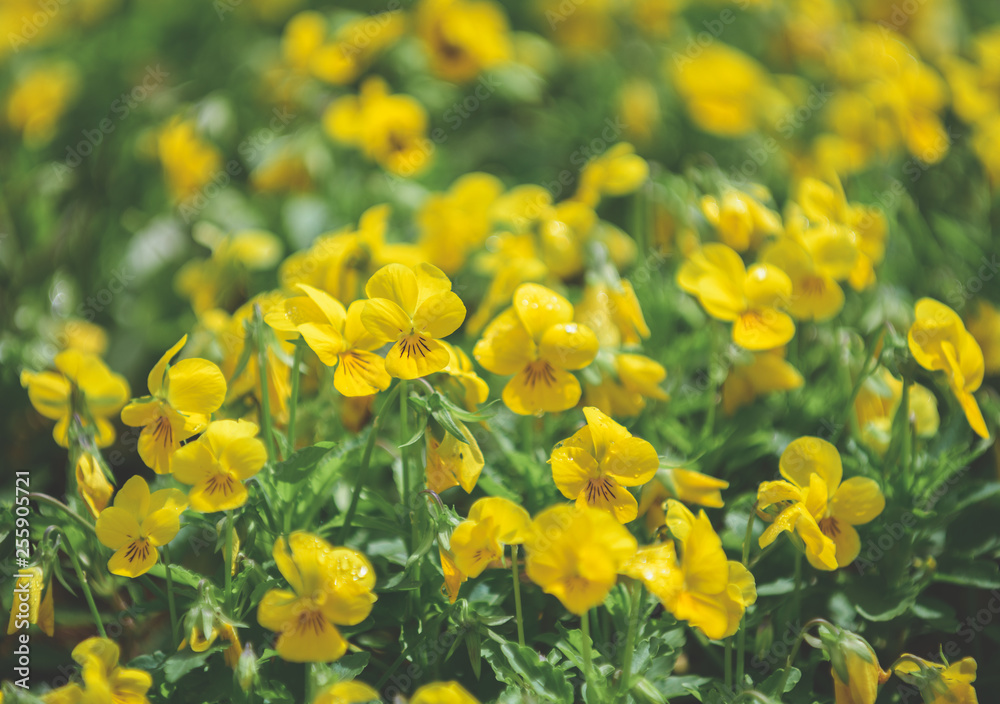 Obraz premium Cute yellow flower in garden,