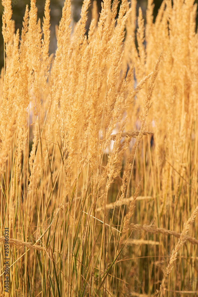 dry yellow grass as background dry yellow grass as background
