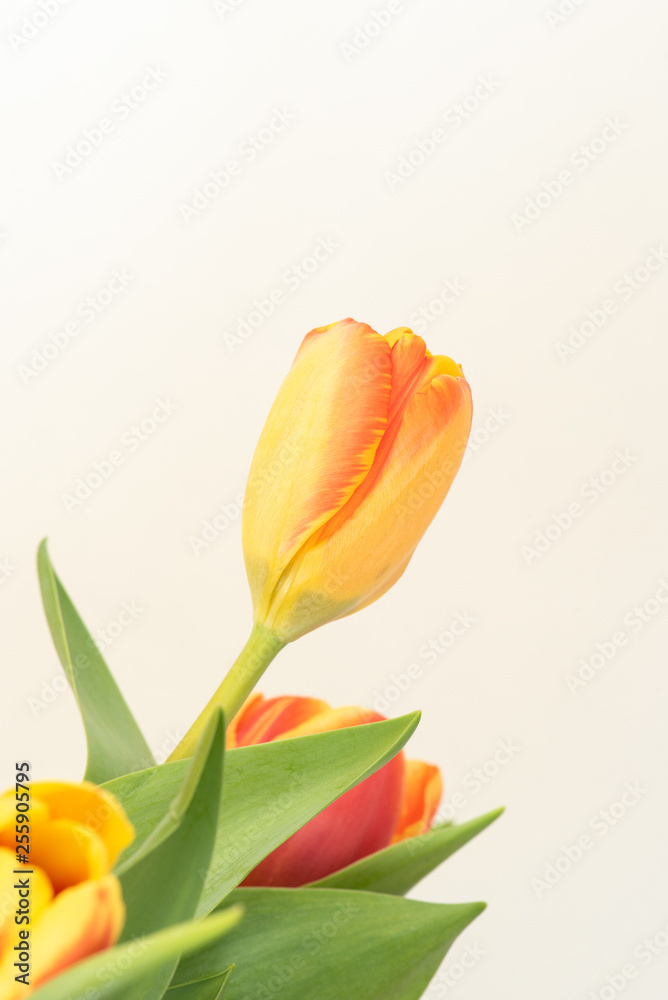 Tulpen