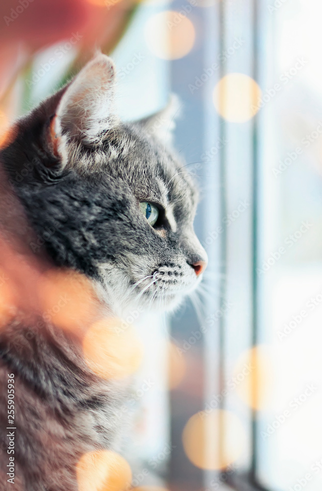 cute contented cat sitting and looking out the window surrounded by bright festive glitter and circles of light