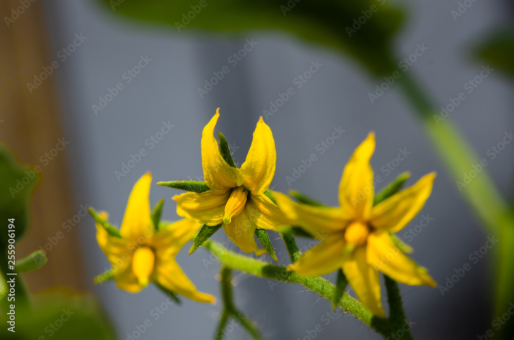 Obraz premium Tomato flower blooms, blossom of tomato