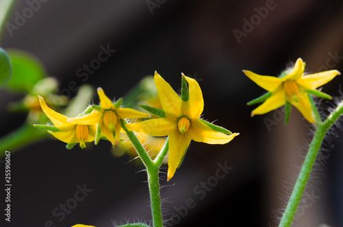 Tomato flower blooms, blossom of tomato #255906167