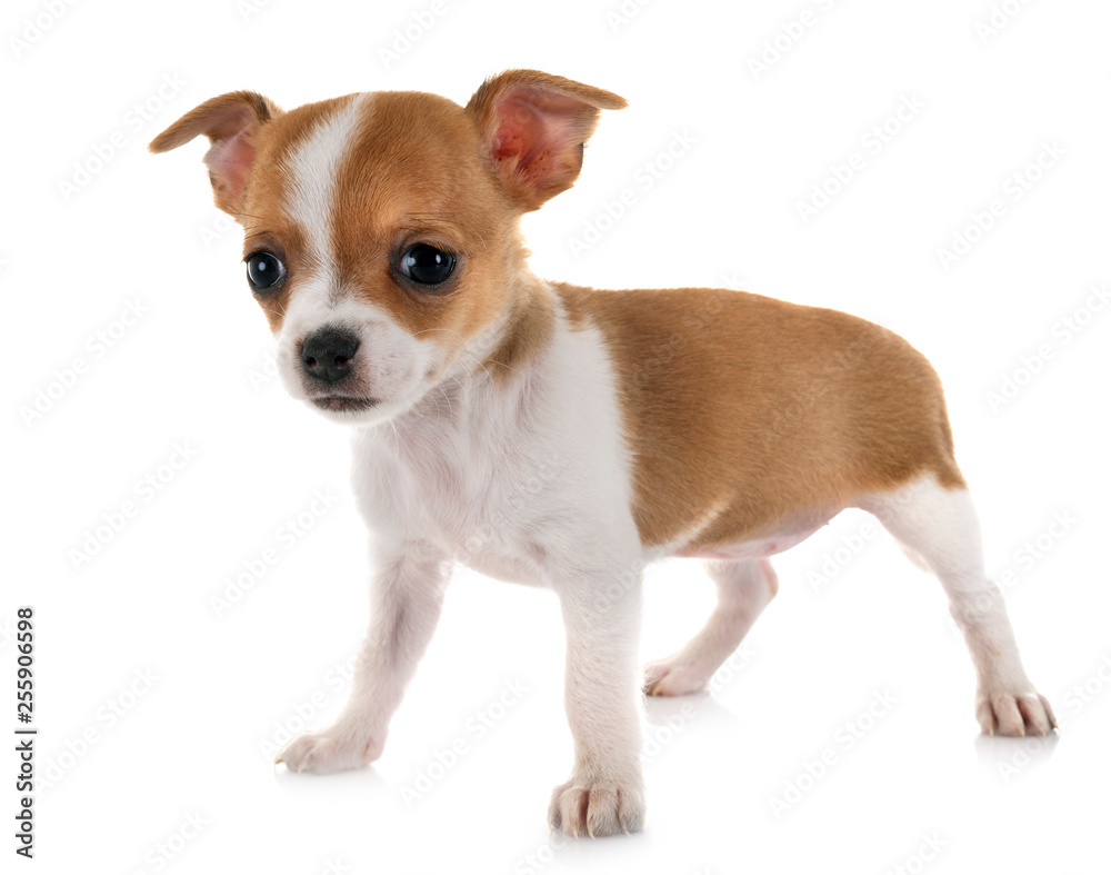 chihuahua in studio chihuahua in studio