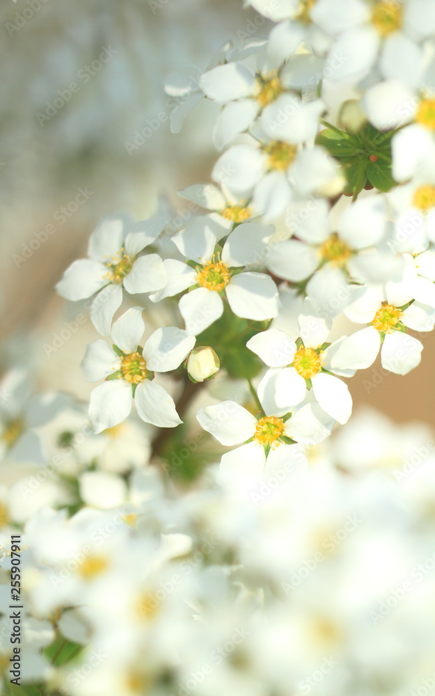 花のイメージ 花のイメージ