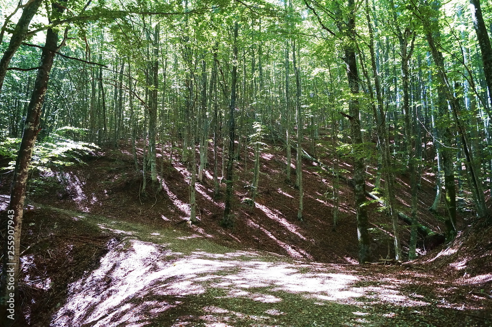 Obraz premium Forest of Vallombrosa, Tuscany, Italy