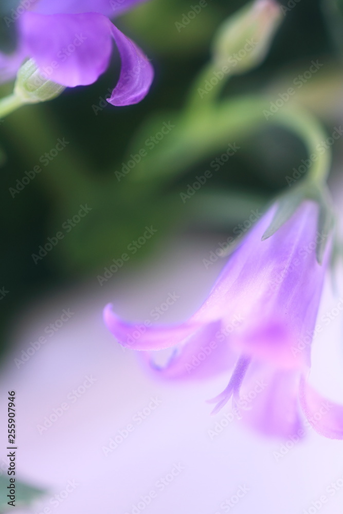 Naklejka premium 花のイメージ