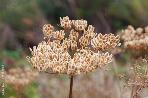 Flowers in Monte Secchieta, Tuscany, Italy © sansa55