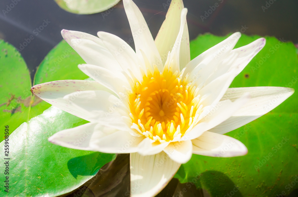 lotus flower lotus flower