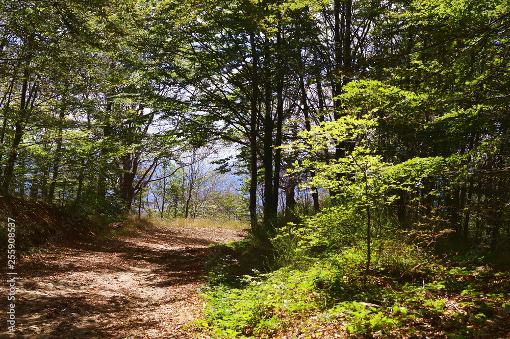Obraz premium Forest of Vallombrosa, Tuscany, Italy