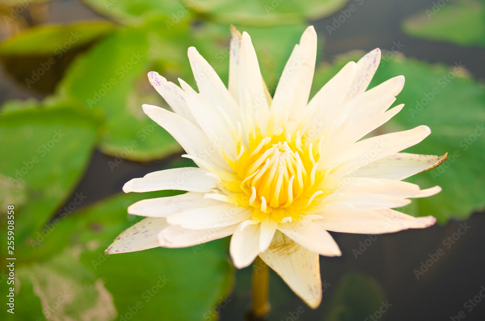 white lotus flower