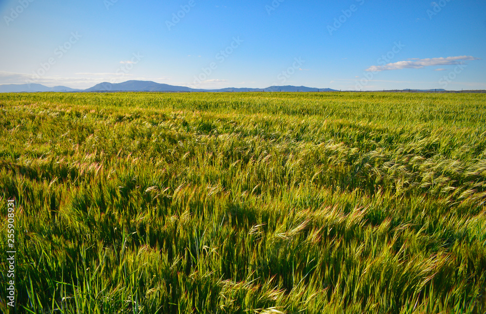 Calm and pleasant green bright meadow landscape. Calm and pleasant green bright meadow landscape.