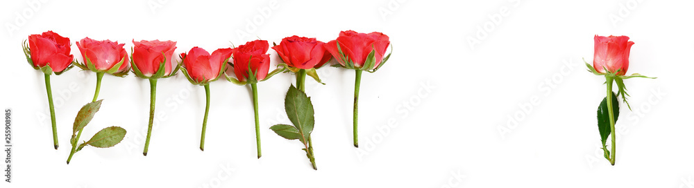 rrow of red roses, one stands alone, isolated on a white background, copy space, panoramic format, high angle view from above