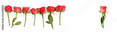 Fototapeta Naklejka Na Ścianę i Meble -  rrow of red roses, one stands alone, isolated on a white background, copy space, panoramic format, high angle view from above