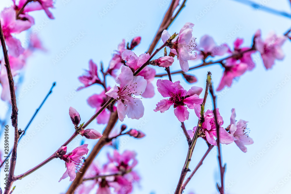 Fruit Tree Blossoms on a Bright Spring Day Fruit Tree Blossoms on a Bright Spring Day