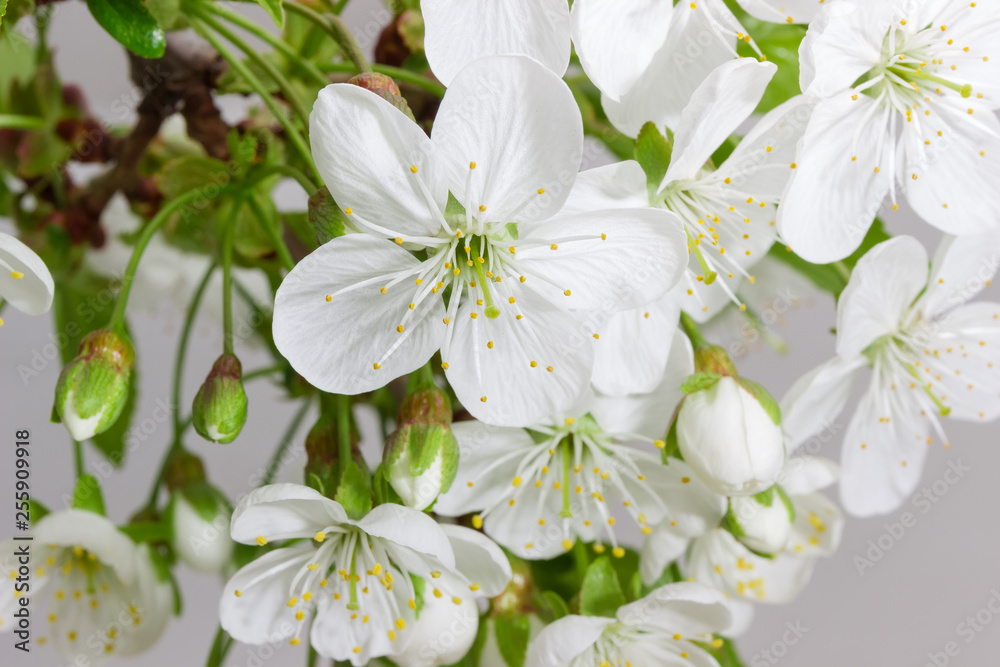 Background of the branch of flowering cherry tree close-up Background of the branch of flowering cherry tree close-up