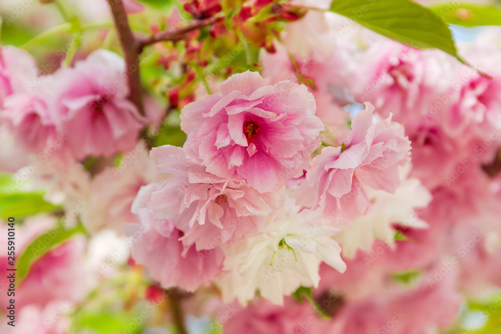 Background of the pink flowers of the cherry blossom