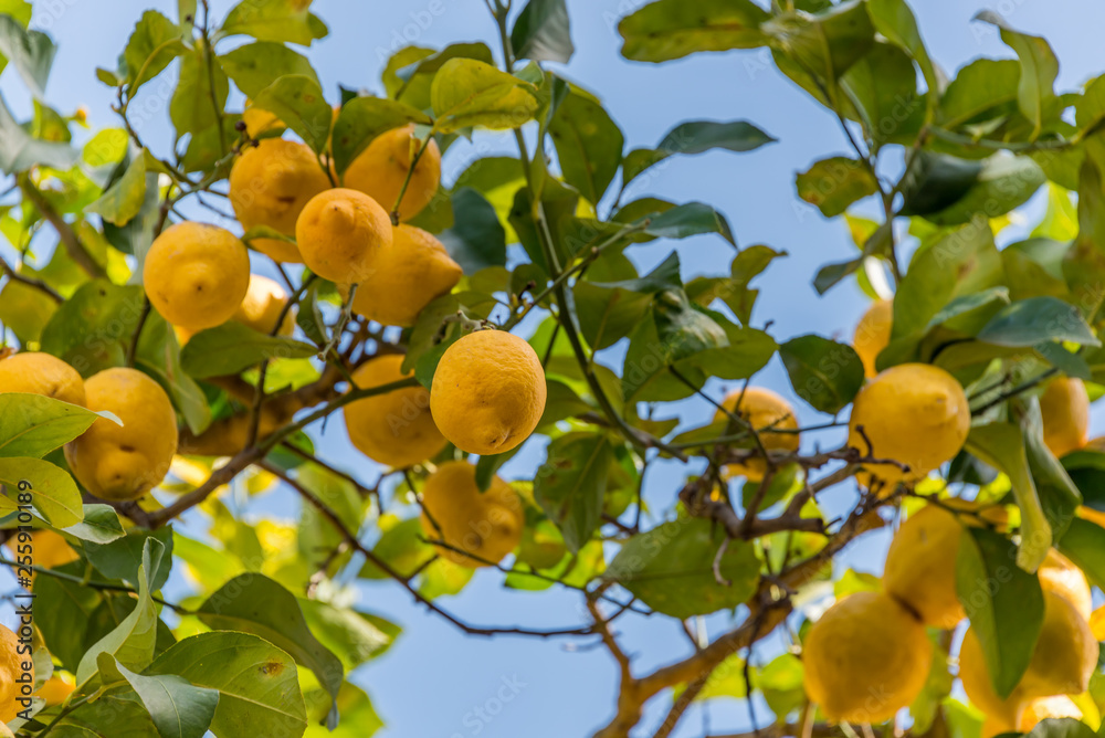 Lemons Growing on Tree Against a Clear Blue Sky in Italy