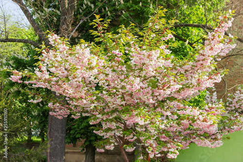 Flowering tree of the cherry blossom against other trees