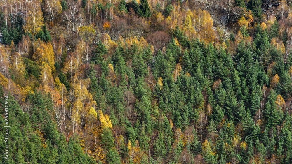 Aerial view of forest in late Autumn Aerial view of forest in late Autumn