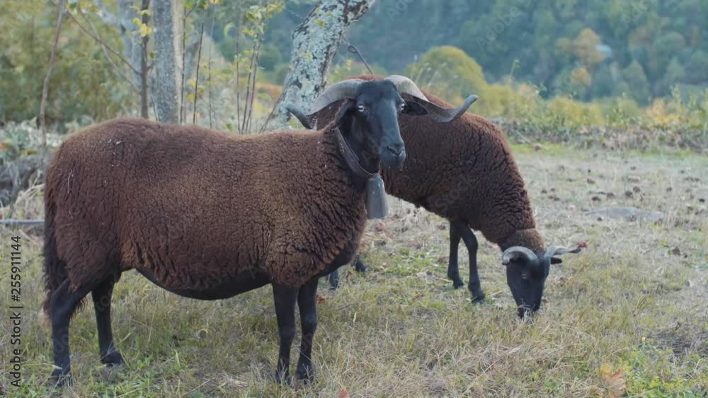 Slow motion shot of two portuguese mountain goats in the wilderness. Slow motion shot of two portuguese mountain goats in the wilderness.