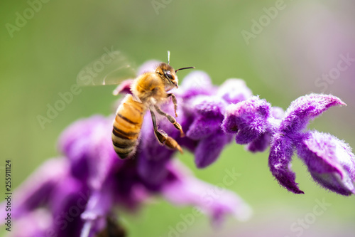 European Honey Bee © Rob D