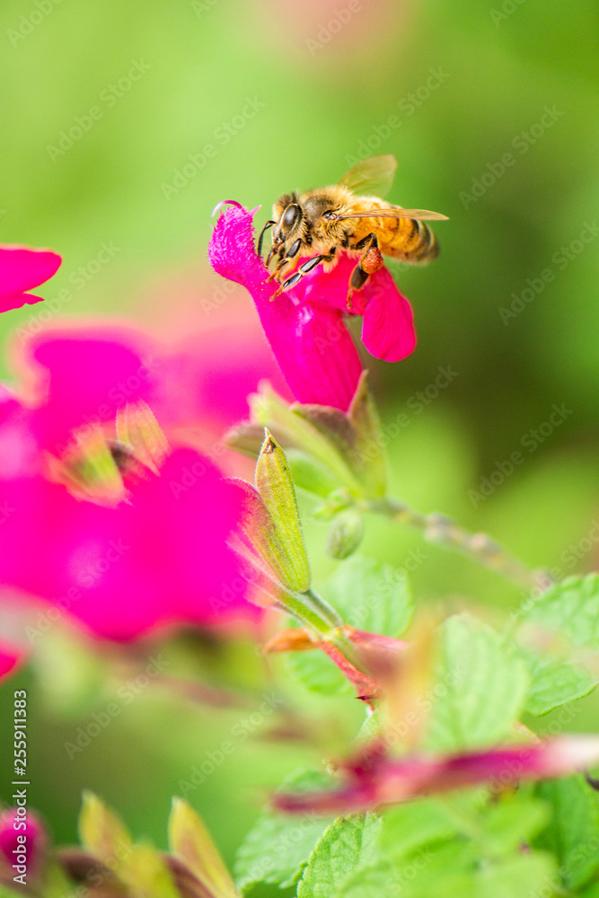 European Honey Bee European Honey Bee