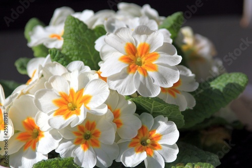 Tableau sur toile White primroses close up