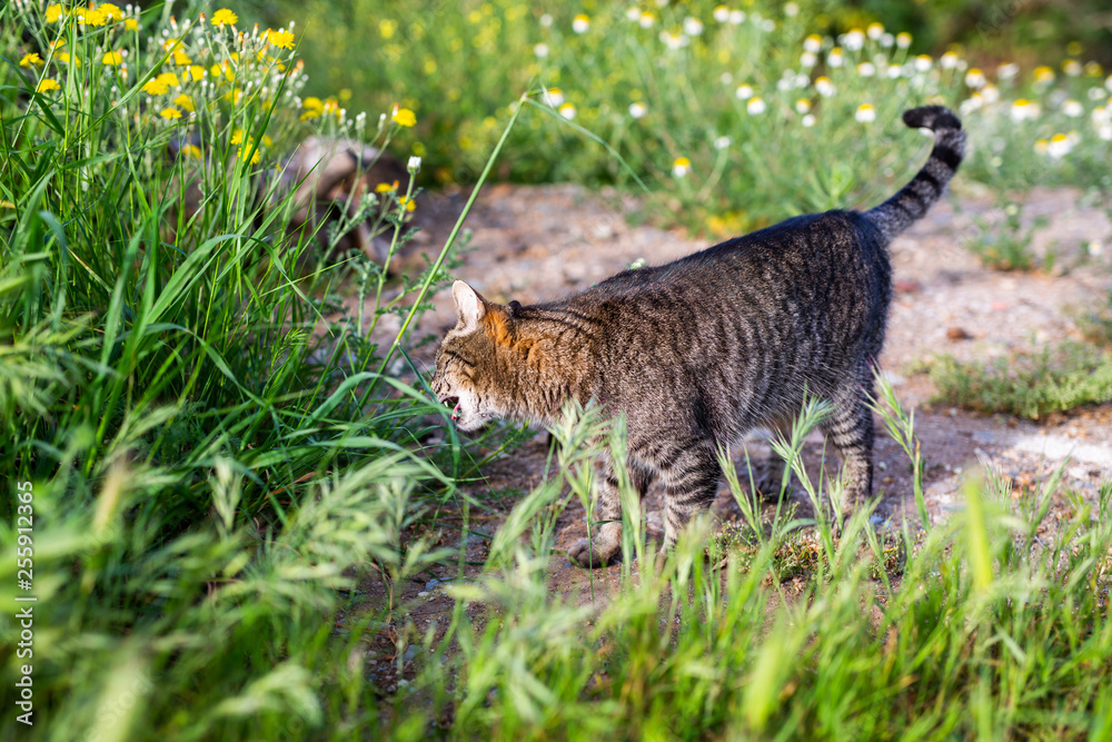 Fototapeta premium little kity enjoys the springtime in the garden